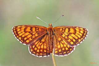 Amannisa (Melitaea athalia)