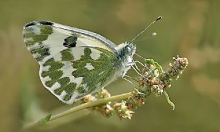 Yeni Beneklimelek&nbsp;(Pontia&nbsp;edusa)