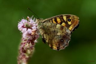 Karanlk Orman Esmeri (Pararge aegeria)