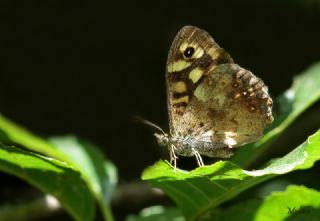 Karanlk Orman Esmeri (Pararge aegeria)