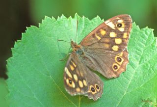 Karanl�k Orman Esmeri&nbsp;(Pararge&nbsp;aegeria)