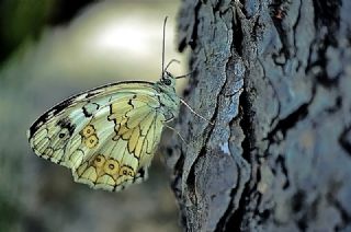 Anadolu Melikesi&nbsp;(Melanargia&nbsp;larissa)