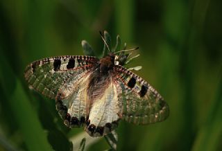 Yalanc Apollo (Archon apollinus)