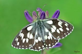 Orman Melikesi&nbsp;(Melanargia&nbsp;galathea)