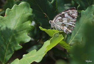 Orman Melikesi (Melanargia galathea)