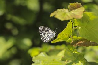 Orman Melikesi (Melanargia galathea)
