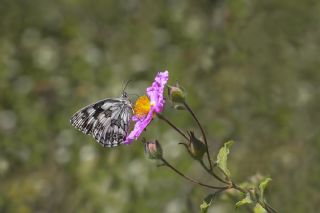 Orman Melikesi (Melanargia galathea)