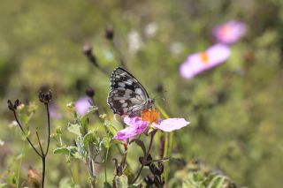 Orman Melikesi (Melanargia galathea)