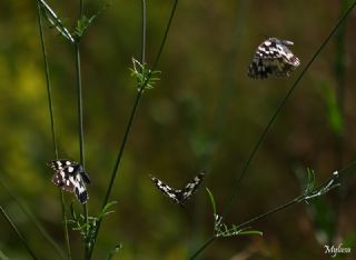 Orman Melikesi (Melanargia galathea)