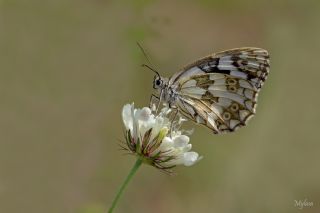 Orman Melikesi (Melanargia galathea)