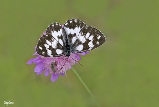 Orman Melikesi (Melanargia galathea)