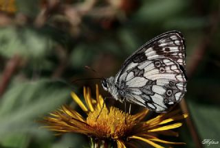 Orman Melikesi (Melanargia galathea)