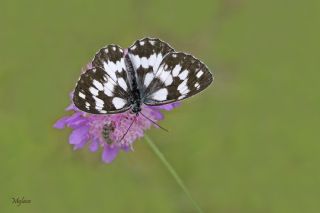 Orman Melikesi (Melanargia galathea)