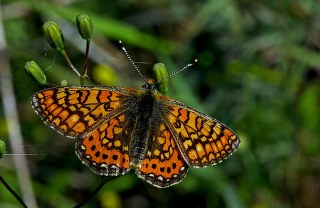 Nazuum (Euphydryas aurinia)
