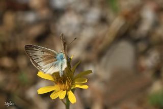 �okg�zl� Anadolu Beyaz�&nbsp;(Polyommatus&nbsp;menalcas)