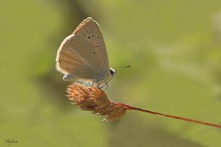 okgzl Anadolu Beyaz (Polyommatus menalcas)
