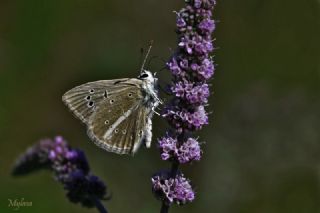 okgzl Anadolu Beyaz (Polyommatus menalcas)