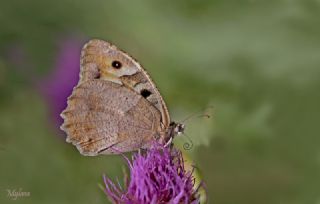 Cad (Chazara briseis)