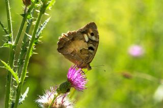 Cad (Chazara briseis)