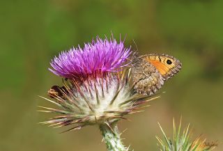 Seyit (Arethusana arethusa)