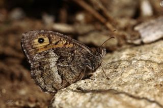 Seyit (Arethusana arethusa)