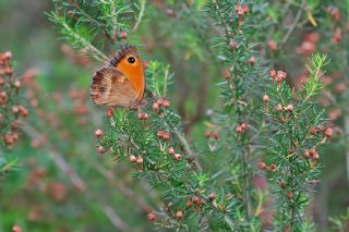 Pironiya (Pyronia tithonus)