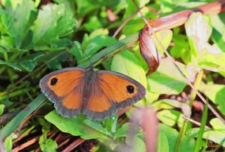 Pironiya (Pyronia tithonus)