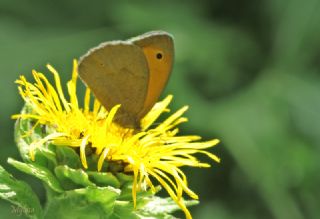 �ay�r Esmeri&nbsp;(Maniola&nbsp;jurtina)