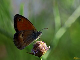 Kk Zpzp Perisi (Coenonympha pamphilus)