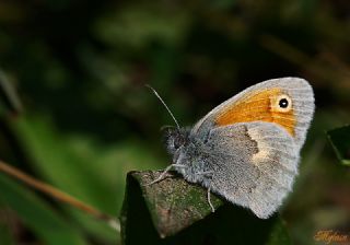 Kk Zpzp Perisi (Coenonympha pamphilus)