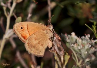 Kk Zpzp Perisi (Coenonympha pamphilus)