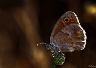 Kk Zpzp Perisi (Coenonympha pamphilus)