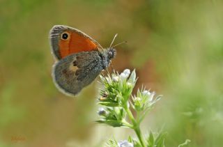 K���k Z�pz�p Perisi&nbsp;(Coenonympha&nbsp;pamphilus)