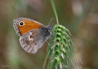 Kk Zpzp Perisi (Coenonympha pamphilus)