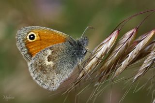 Kk Zpzp Perisi (Coenonympha pamphilus)