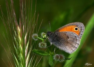 Kk Zpzp Perisi (Coenonympha pamphilus)