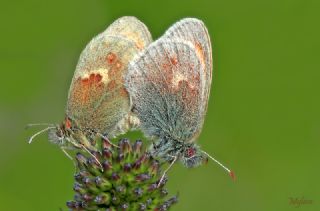 K���k Z�pz�p Perisi&nbsp;(Coenonympha&nbsp;pamphilus)