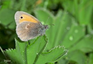 Kk Zpzp Perisi (Coenonympha pamphilus)