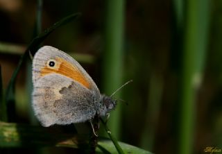 Kk Zpzp Perisi (Coenonympha pamphilus)