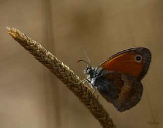 Kk Zpzp Perisi (Coenonympha pamphilus)