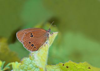 Halkack (Aphantopus hyperantus)