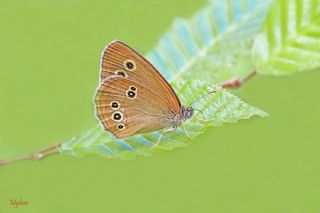 Halkack (Aphantopus hyperantus)