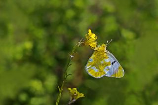 Zegris (Zegris eupheme)