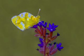 Zegris (Zegris eupheme)