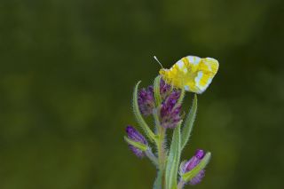 Zegris (Zegris eupheme)