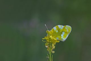 Zegris (Zegris eupheme)