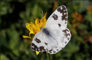 Yeni Beneklimelek (Pontia edusa)