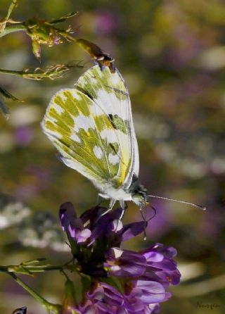 Yeni Beneklimelek (Pontia edusa)