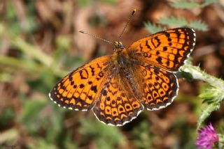 Trkistan parhan (Melitaea arduinna)