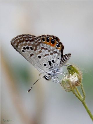 Mcevher Kelebei (Chilades trochylus)